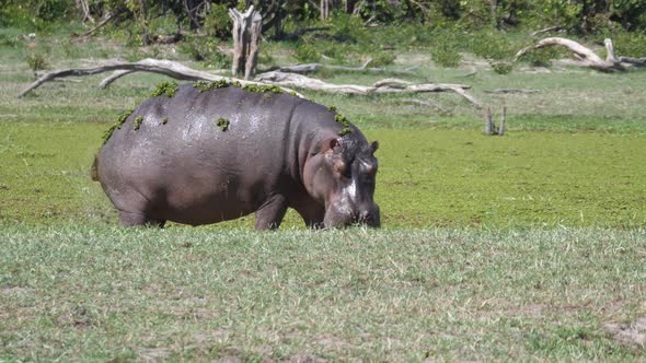 Hippopotamus with duckweed pooping near a lake