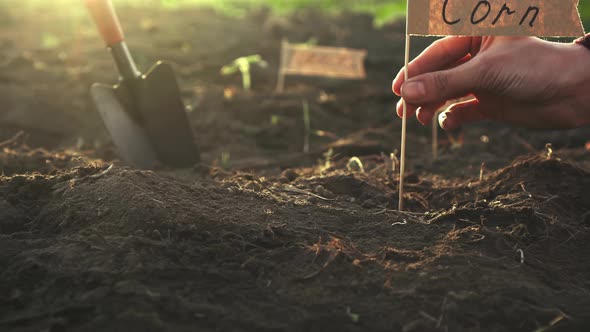 A Farmer Gardener Marks A Flag With The Inscription Corn, An Agronomist Signs A Plantation