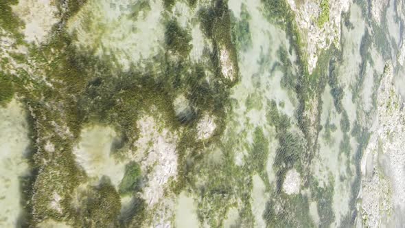 Vertical Video of Low Tide in the Ocean Near the Coast of Zanzibar Tanzania Aerial View