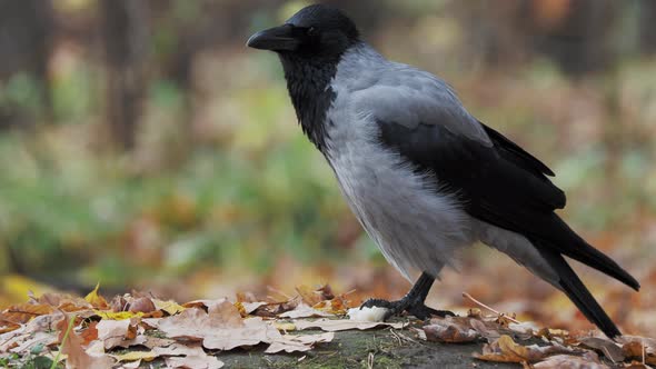 Crow Has a Paw Over the Bread Crust and Is Nibbling at the Pieces.