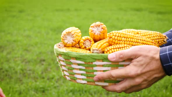 Two Farmers Pass Each Other a Basket of Ripe Corn on the Background of a Green Field. Concept of