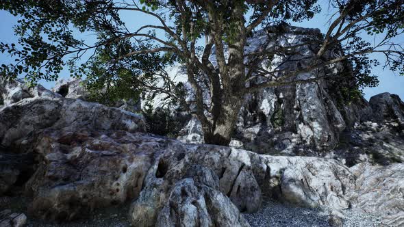 Big Tree Growing on Rocks at the Top of the Mountain