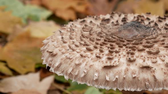 Big Parasole Mushroom Close-up, Macrolepiota Procera Mushroom, Panoramic Camera Move