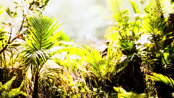 Close Up Jungle Grass and Plants