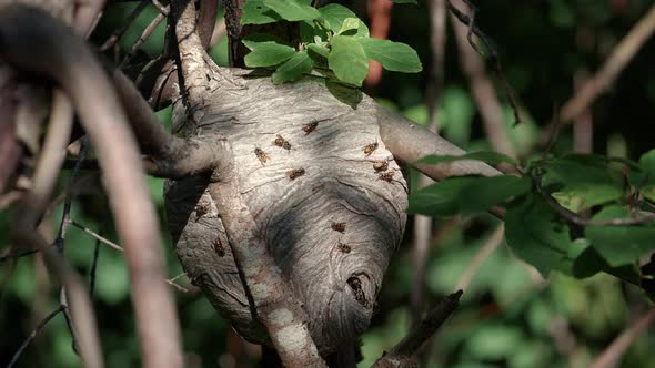 Nature Zoom To Wasp Nest In Tree Branch