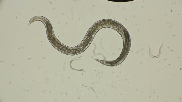 Female Roundworm Turbatrix Aceti