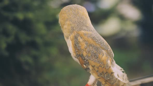 An Owl on a City Street in the Evening Waiting for Tourists