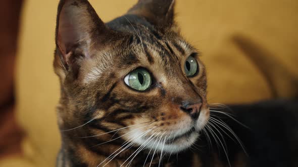 Muzzle of Bengal Cat Lying on Sofa in Living Room