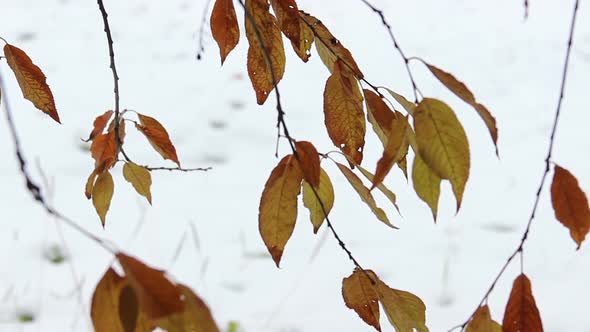 Autumn Leaves Swaying In The Wind