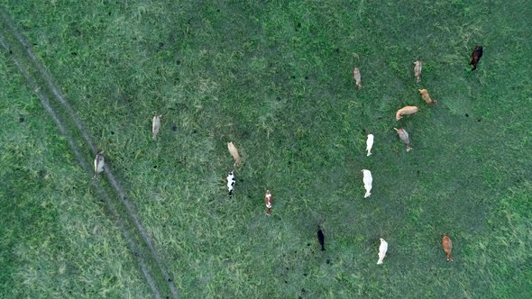 Top view of cows in the field running. Frone footage