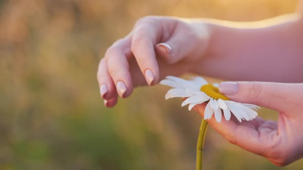 A Woman's Hand Pulls Off the Petals of a Daisy