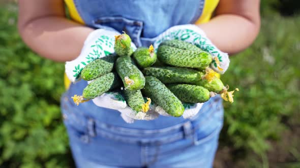 Woman with cucumbers in her hands. farmer at the plantation shows the harvest