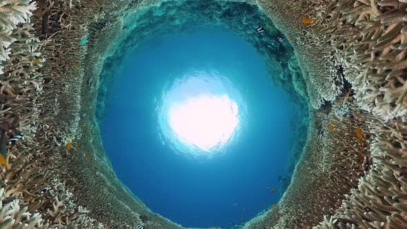 The Underwater World of a Coral Reef. Panglao, Philippines.