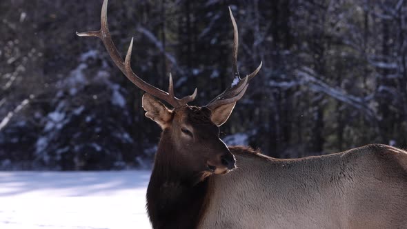 bull elk looks at camera slomo snow falling