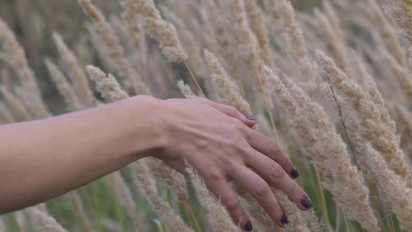 A Woman's Hand Spends Through Dry High Grass and Flowers in Summer in a Field at Sunset Slow Motion