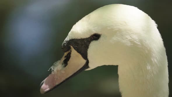 White Swan on the Lake. Close-up.