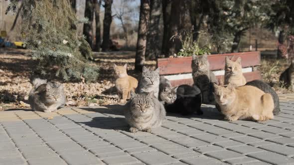 Lot of Homeless Cats are Sitting Together in a Public Park in Nature Slow Motion