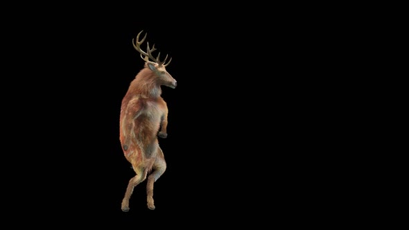 32 Deer Dancing HD