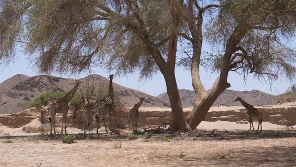 Herd of giraffe standing in the shade of a tree