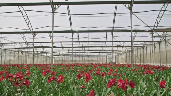 Amaryllis plants inside a large nethouse