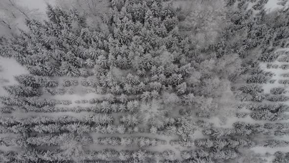 Winter coniferous forest from the top