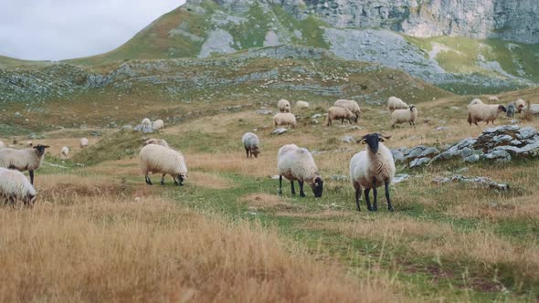 White Sheep with Black Heads and Legs Grazing in the Steppe