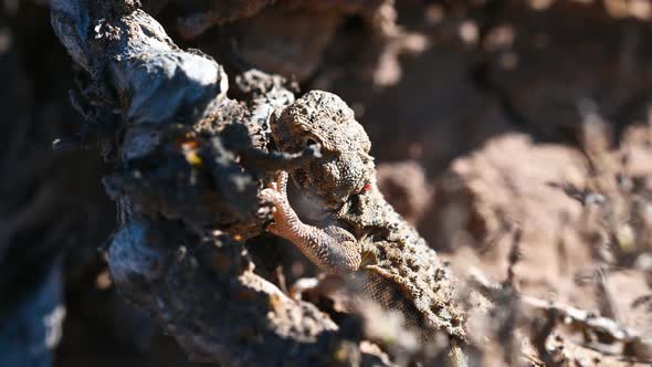 Phrynocephalus Helioscopus or Sunwatcher Agama