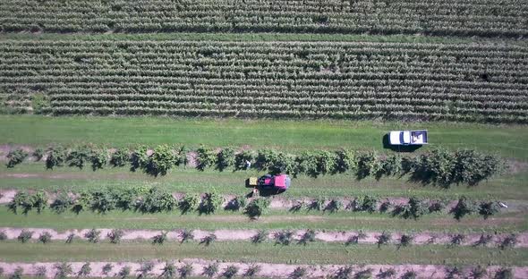 Aerial of apple orchard and harvest descending on a tractor with a large apple bind on the front.