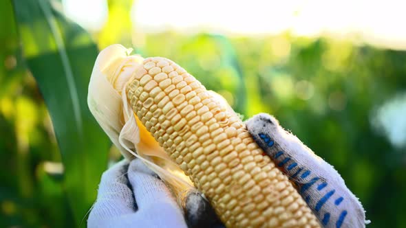 Closeup of Farmer Holding an Ear of Freshly Harvested Corn in Gloved Hands and Peeling It Off