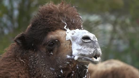 Bactrian Camel with Foam at Mouth