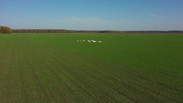 White Swans Takes Off From a Green Field. In the Background Behind the Field in the Distance Autumn