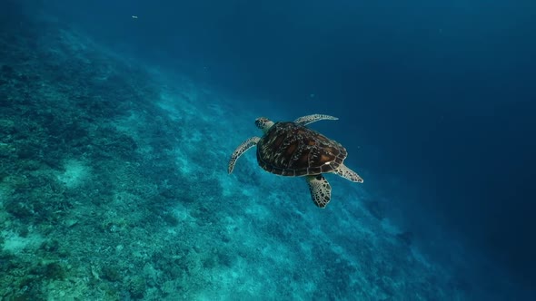 Marine Life Tropical Turtle in Wild Nature. Sea Turtle Slowly Swiming in Blue Water Through Sunlight