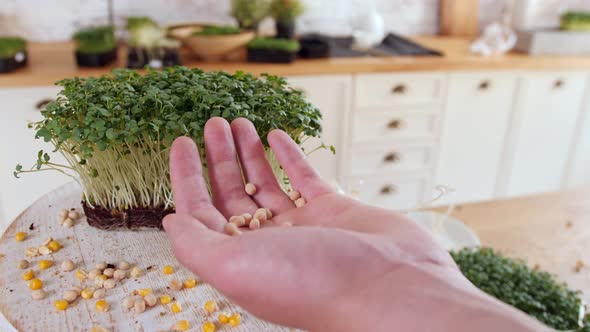 The Gardener Is Pouring the Seeds From Hand Into Hand in a Modern Kitchen