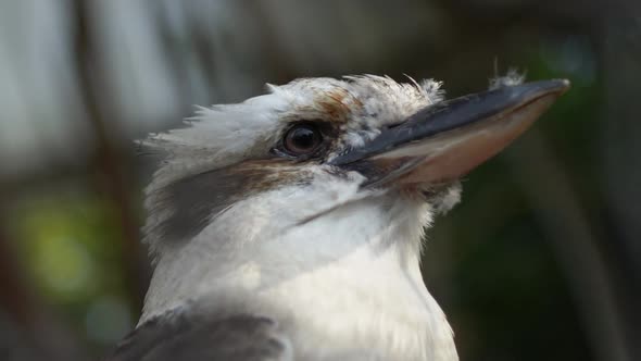 White and exotic bird close up