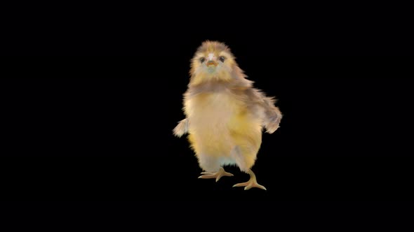 14 Baby Chicks Dancing 4K