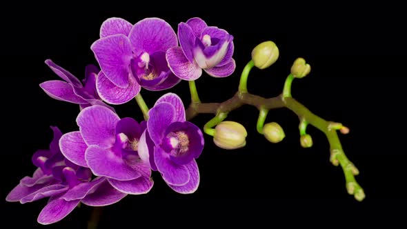 Blooming Purple Orchid Phalaenopsis Flower