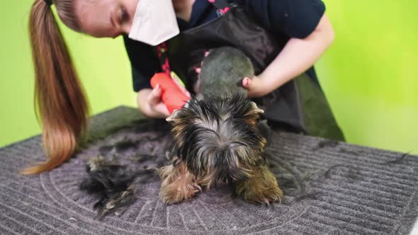 Groomer Cuts of Yorkshire Terrier By Haircut Machine for Animals