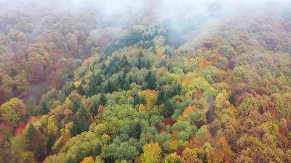 Forest In Autumn Aerial Images