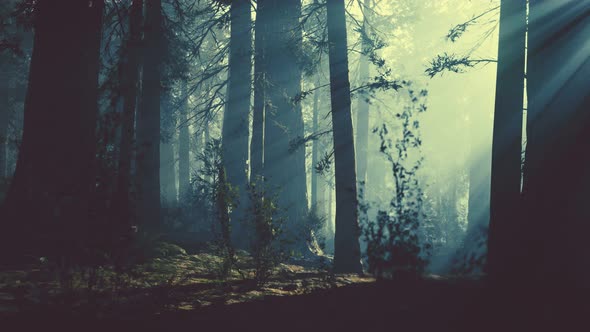 Black Tree Trunk in a Dark Pine Tree Forest