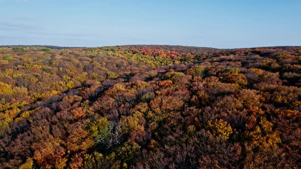 Aerial Top Down View of Forest in the Autumn