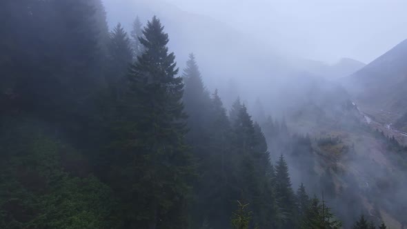 Misty foggy mountain landscape with fir trees forest in rainy weather alt