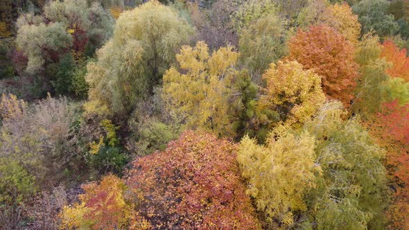 Top Down View of Autumn Forest Fall Woodland Aerial Shot