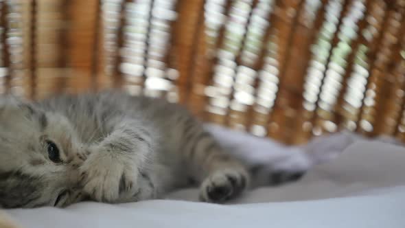 Cute Tabby Kitten Sleeping  In A Basket Bed Slow Motion