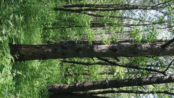 Vertical Video Aerial View Inside a Green Forest with Trees in Summer