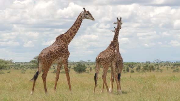 Giraffes mating in the green bush of Serengeti Tanzania - 4K
