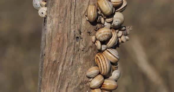 Theba pisana, also named, white garden snail, sand hill snail.