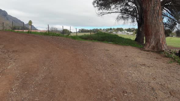 A shotes up from a sand path to reveal a wetland area, approaching the reeds around the water.