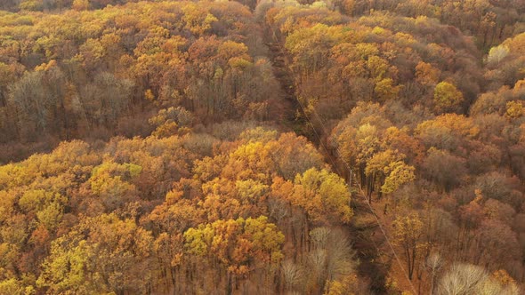 Hills Covered with Yellow Autumn Forest Foliage  Tilt and Pan Drone Shot