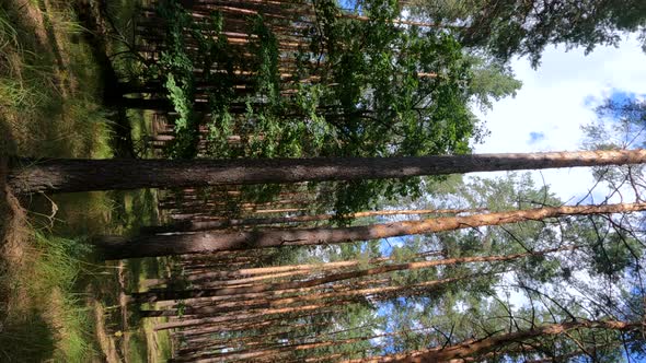 Vertical Video of a Forest with Pine Trees on a Summer Day