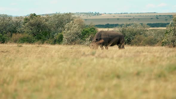 Rhino in National Park